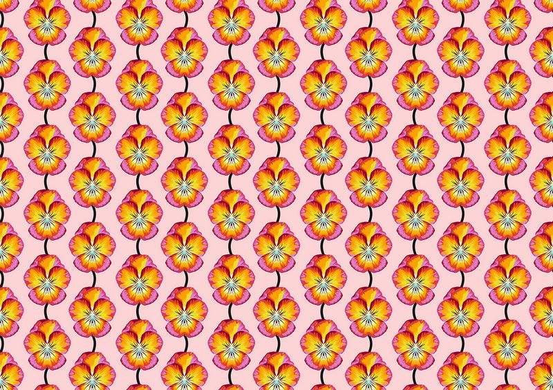 Iconic - Pansy in Flame - Anna Maria Textiles (Northcott)