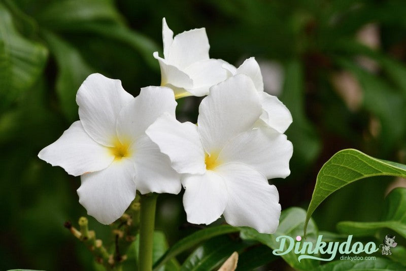 Color Builders 50wt 2022 - Frangipan - Aurifil (Pre-order: Feb 2026)