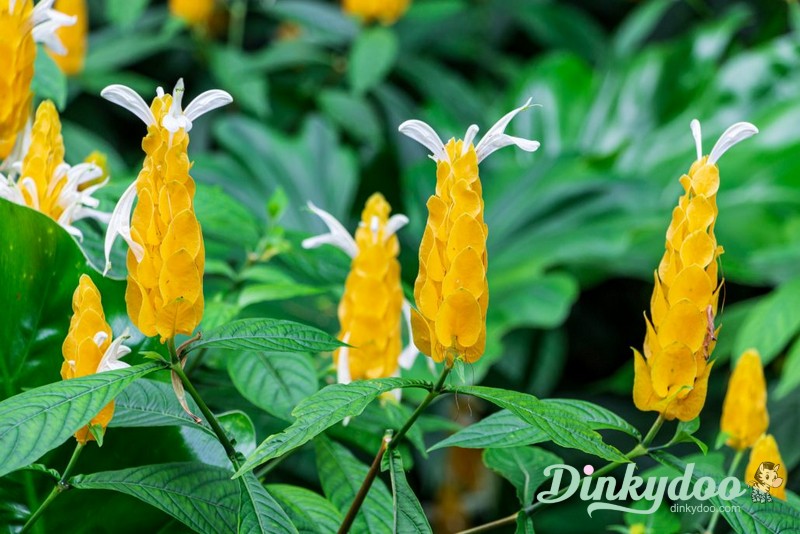 Color Builders 50wt 2022 - Golden Shrimp Plant - Aurifil (Pre-order: Jan 2026)