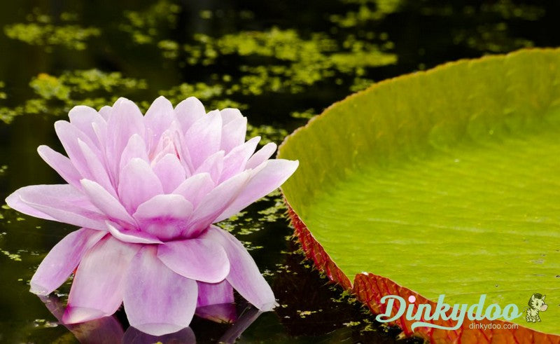 Color Builders 50wt 2022 - Amazon Water Lily - Aurifil