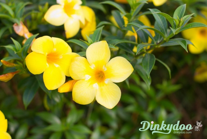 Color Builders 50wt 2022 - Golden Trumpet - Aurifil (Pre-order: Jan 2026)