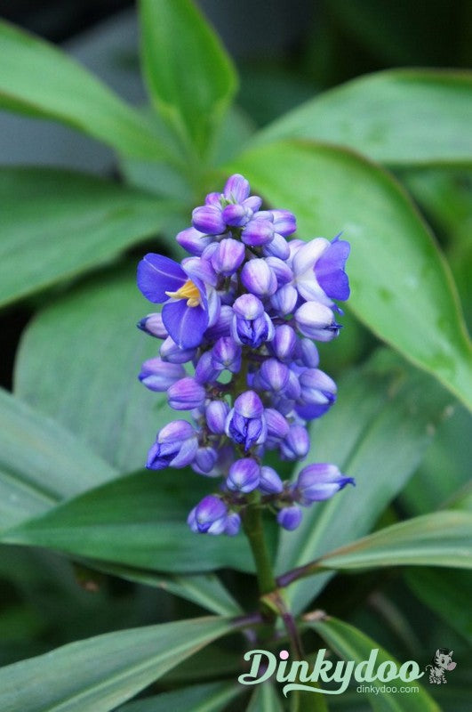 Color Builders 50wt 2022 - Hawaiian Blue Ginger - Aurifil (Pre-order: Jan 2026)