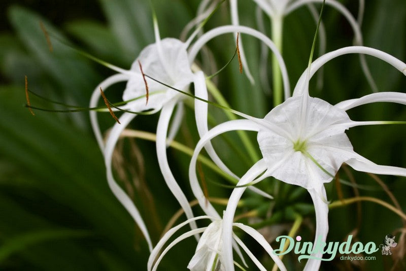 Color Builders 50wt 2022 - Spider Lily - Aurifil (Pre-order: Jan 2026)