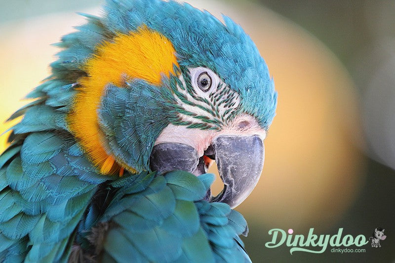 Color Builders 40wt 2021 - Blue-Throated Macaw - Aurifil (Pre-order: Jan 2026)