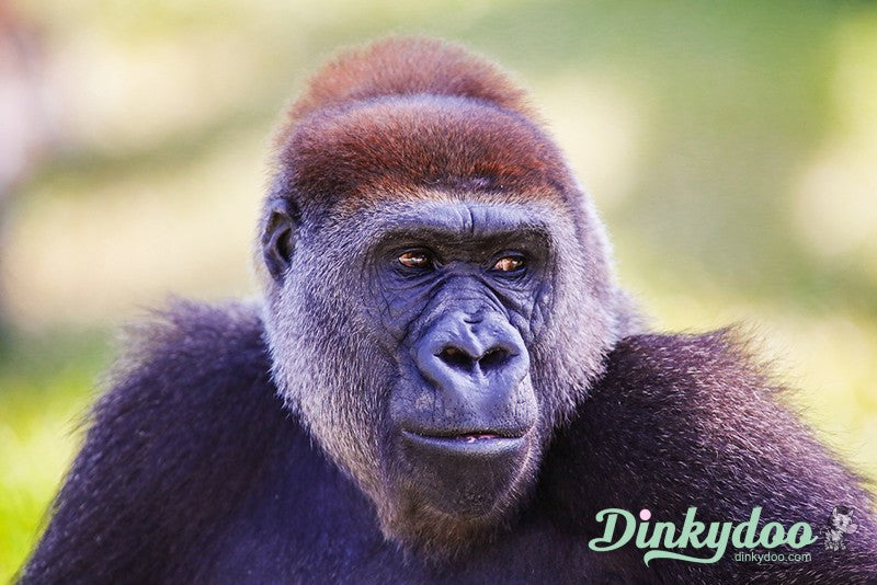 Color Builders 40wt 2021 - Cross River Gorilla - Aurifil