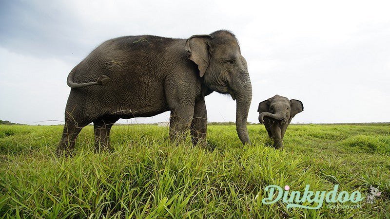 Color Builders 40wt 2021 - Sumatran Elephant - Aurifil