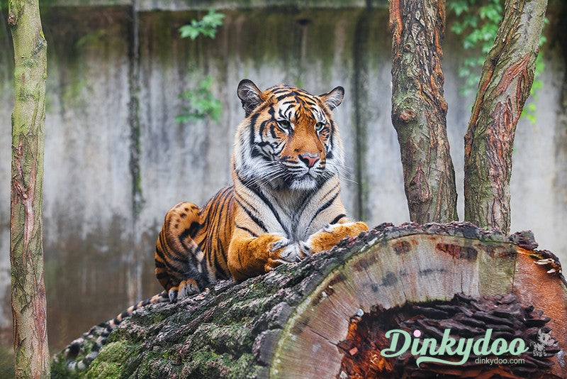 Color Builders 40wt 2021 - Sumatran Tiger - Aurifil