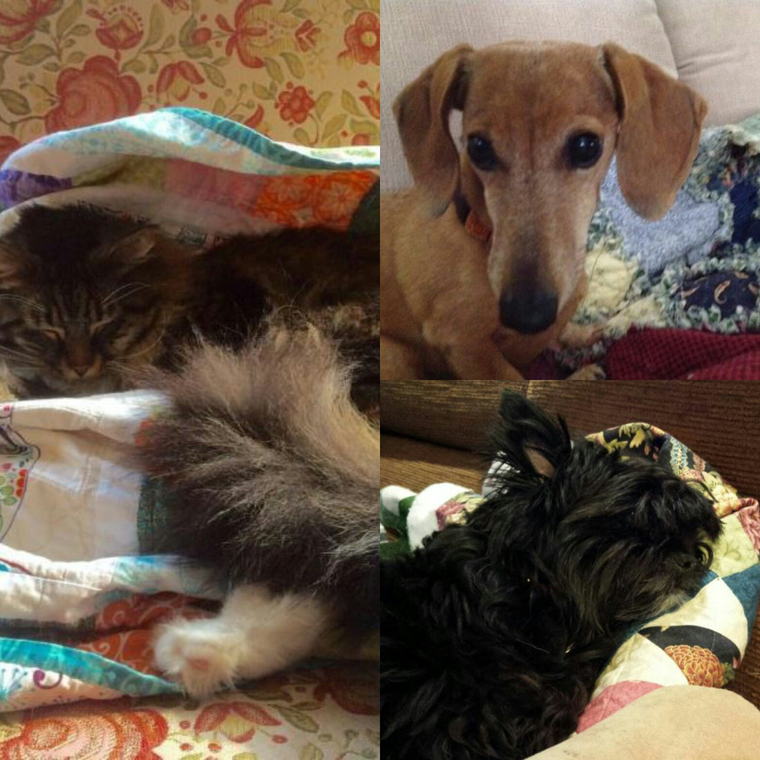 Pets on Quilts 2016 - Winners!