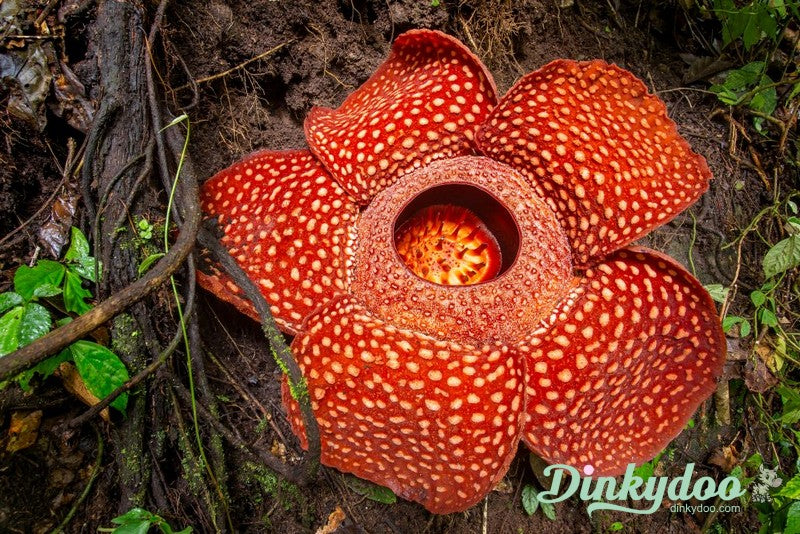 Color Builders 50wt 2022 - Stinking Corpse Lily - Aurifil (Pre-order: Feb 2026)