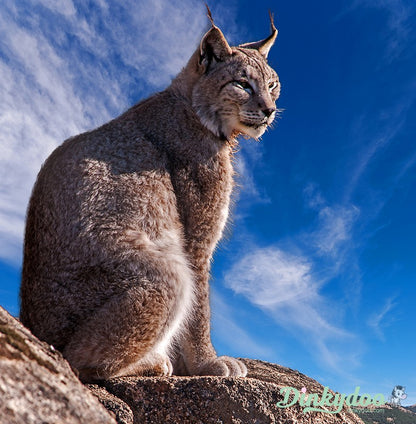 Color Builders 40wt 2021 - Iberian Lynx - Aurifil (Pre-order: Feb 2026)