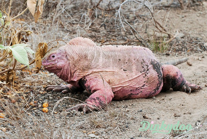 Color Builders 40wt 2021 - Pink Land Iguana - Aurifil