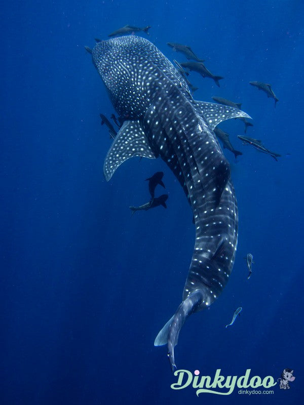 Color Builders 40wt 2021 - Whale Shark - Aurifil (Pre-order: Feb 2026)