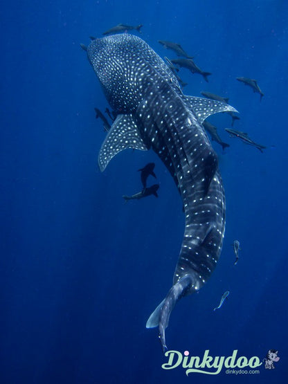 Color Builders 40wt 2021 - Whale Shark - Aurifil (Pre-order: Feb 2026)